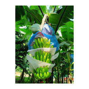 FRUITS FRAIS BANANE CAVENDISH VERTE PREMIUM/BANANE CAVENDISH FRAIS/MEILLEUR PRIX ET HAUTE QUALITÉ DU VIETNAM EN GROS - Product Image 1