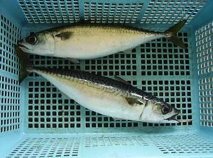 Pescado Atún Fresco Congelado del Pacífico de Alta Calidad, Envasado al Vacío, 10 kg, Precio Bajo, Venta al Por Mayor, Pedido a Granel, Entrega Rápida - Product Image 5