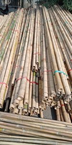 Vietnam Manufacturer of Natural Bamboo <b>Pole</b> Supplying Bamboo <b>Poles</b> <b>for</b> Crop Support and Export - Product Image 4