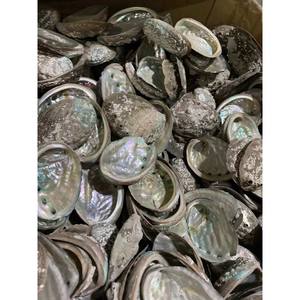 FABRICURE POLI ORMEAU COQUILLE CONQUE ARC-EN-CIEL SAUGE LÉGÈRE REPTILE BOL ALIMENTAIRE DÉCORATION CADEAUX AMELIA + 84855014447 - Product Image 3