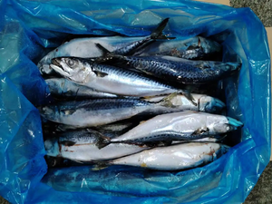 批发冷冻鲭鱼出口级冷冻海鲜新鲜美味鱼全球分销 - Product Image 6