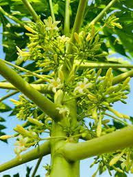 ดอกมะละกอสำหรับผู้ชายสมุนไพรเวียดนามผสมน้ำผึ้งบริสุทธิ์ทำหน้าที่เป็นอาหารเพื่อสุขภาพและโภชนาการประจำวัน - Product Image 6