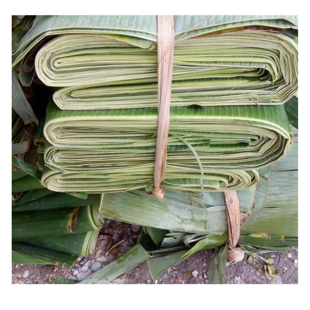 Melhor preço Vietnam Fresh Banana Leaves Folha De Viet Nam 99GD Green Tropical Banana Leaf Preço mais barato