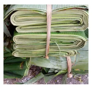 Best price Vietnam Fresh Banana Leaves Leaf From Viet Nam 99GD Green Tropical Banana Leaf Cheapest Price