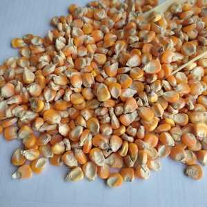 ข้าวโพดสำหรับอาหารสัตว์ - Product Image 5