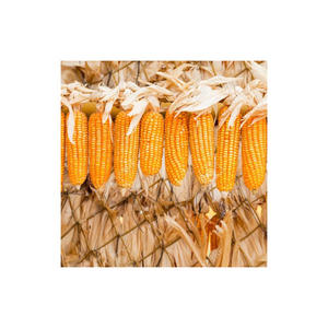 Maíz amarillo dulce/no GMO, maíz amarillo a granel, fabricante de Tailandia, venta al por mayor para la exportación, 2020 - Product Image 2