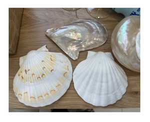 Coquilles Saint-Jacques expédiées dans des packs d'exportation pour les magasins de décoration intérieure Marques de kits alimentaires et créateurs de boîtes cadeaux - Product Image 1