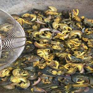 Thịt ốc sên khô chất lượng tốt, vị cay ngọt, đóng hộp/gói số lượng lớn, giao hàng nhanh, giá tốt nhất. - Product Image 5