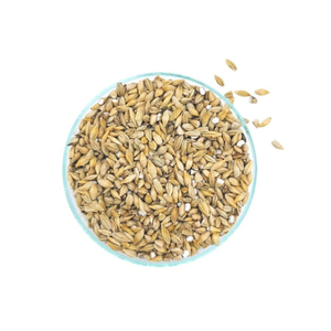 เมล็ดข้าวบาร์เลย์คุณภาพสูงเหมาะสำหรับการแปรรูปอาหารการผลิตเบียร์อาหารสัตว์และผลิตภัณฑ์โภชนาการ - Product Image 2