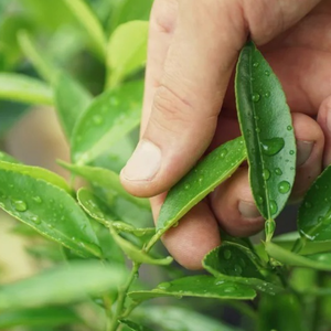 HOJAS DE CAL CONGELADAS DE GRADO DE EXPORTACIÓN ENTERAS Y CORTADAS EMPAQUETADAS LIMPIADAS PARA VENTAS A GRANEL - Product Image 3