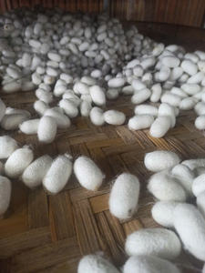 Fournisseur en gros d'exportation de cocon de soie naturelle du Vietnam, traitement de beauté haut de gamme - Product Image 5