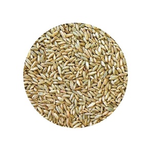 Mejor Precio de Fábrica de Granos de Centeno Orgánico Natural Disponible en Grandes Cantidades - Product Image 4