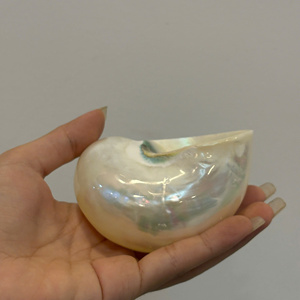 Coquille de conque blanche unique, belle, 100% mer naturelle pour cadeau, décoration et collection. - Product Image 5