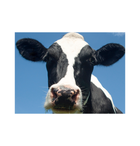 Vaches vivantes avec identification par microchip, traçabilité complète, enregistrements de lignée sanguine disponibles pour le stock d'élevage premium, commande en gros - Product Image 4