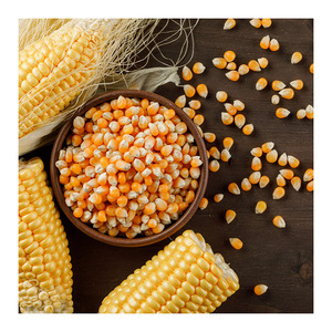 Premium Quality Organic Yellow Corn Maize Canada Top Quality Raw Sweet Corn Seeds Bulk 50kg <b>Bags</b> Hot Selling Factory Price - Product Image 2