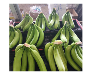 Fruits tropicaux à des tarifs compétitifs Prêt maintenant Banane fraîche du Vietnam Banane fraîche Exportation Banane Cavendish de qualité supérieure à vendre - Product Image 4