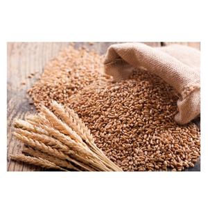 Grains de blé entier séchés biologiques de qualité supérieure, prix de vente en gros - Product Image 6