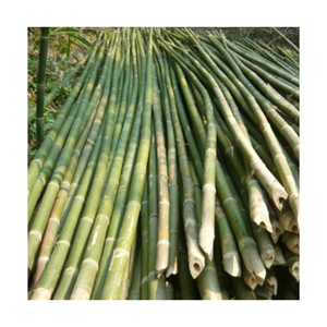 เสาไม้ไผ่ขนาดเล็กสำหรับก่อสร้างเสาไม้ไผ่ธรรมชาติขนาดใหญ่สำหรับเกษตรกรรมทำสวนตกแต่ง - Product Image 4