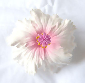 H002: White pink center