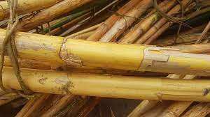 ธรรมชาติกำเนิดเสาหวายดิบสำหรับการส่งออกที่มีราคาที่ดี Akina - Product Image 6