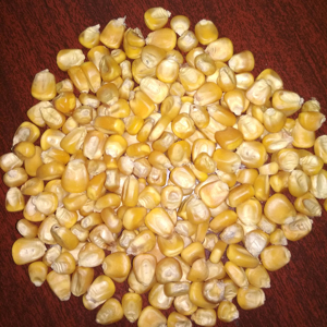 Ngô Vàng/ngô cho động vật thức ăn có sẵn cho xuất khẩu từ Ấn Độ giá thấp - Product Image 5