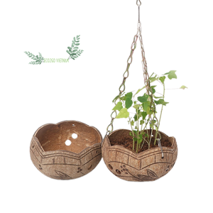 2025มาแรงสุดฮอต!! ต้นมะพร้าวธรรมชาติ/ต้นมะพร้าวพร้อมกระถางแขวนสำหรับปลูกต้นไม้เวียดนาม - Product Image 1