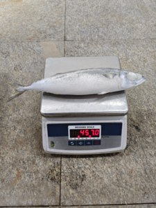 P1169 Sgombro del Pacifico Intero IQF <span class=keywords><strong>da</strong></span> Fabbrica Cinese, Produttore di Scomber Japonicus, <span class=keywords><strong>Saba</strong></span> 400g+ - Product Image 6