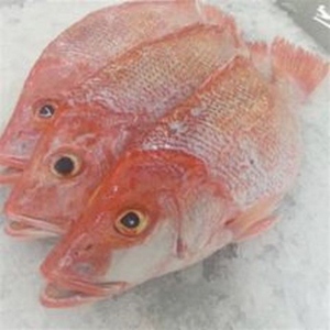 Offre Spéciale : Snapper Rouge Entier Biologique Premium Faible en Sodium, Congelé, Origine États-Unis - Product Image 6