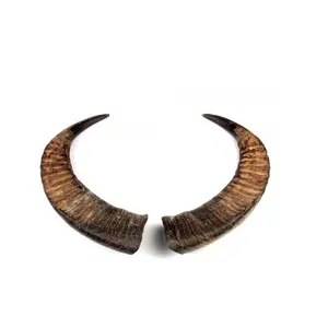 Buffalo pair horn handmade stylish unpolished cheap price buffalo pair horn Best Quality 100% Natural buffalo horn