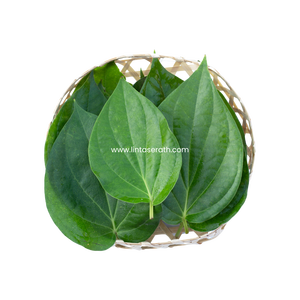 Daun Sirih Thailand Kualitas Ekspor Terbaik Daun Sirih Segar Dari Kebun Daun Sirih Tersedia dalam Ukuran S M L Grosir Lintas Era