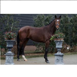 Vente en gros de bride de cheval en cuir véritable de fabricants Vente en gros de bride de cheval en cuir véritable de haute qualité - Product Image 6