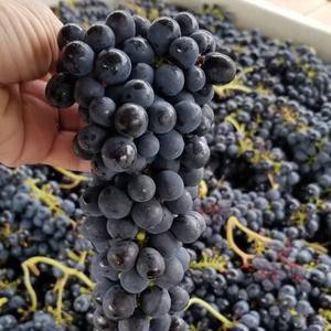 Uvas Negras Reales de Otoño - Uvas de Mesa Grandes Sin Semillas Clase 1, 18-24 mm, Más de 30 Días de Vida Útil para Exportación Mayorista Premium - Product Image 3