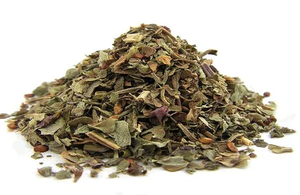 Fournisseurs de feuilles de basilic sacré - Product Image 6