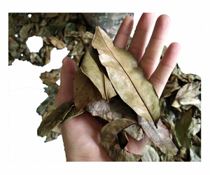 Feuilles de corossol séchées 100% naturelles de haute qualité originaires du Vietnam avec un prix compétitif - Product Image 1