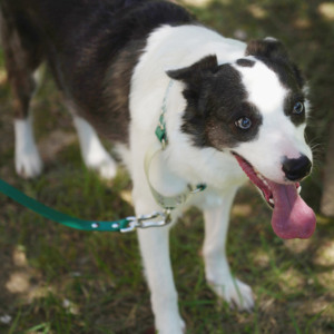 Collar Martingale SUMMA Simple Modern con Remaches y Diseño Sólido (TPU Resistente, Ecológico e Impermeable para Uso en Exteriores) - Product Image 6