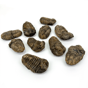 Venta al por mayor de mini fósiles auténticos de Trilobites calymene marroquíes - Product Image 2
