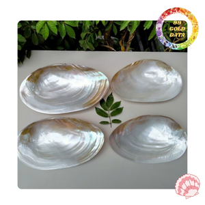 แม่ของแผ่นมุกที่มีรูปทรงตามธรรมชาติ | ผู้จัดจำหน่ายเวียดนาม - Product Image 6