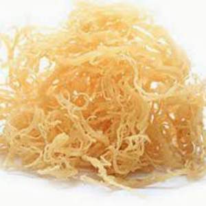 Seamoss seco orgánico puro precio competitivo - Product Image 5