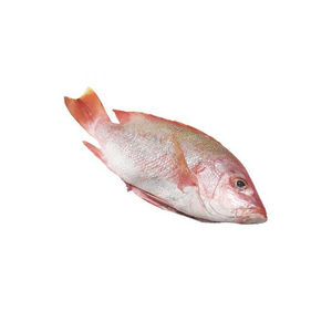 Poisson de mer rouge congelé de qualité supérieure fourni au prix d'usine pour les acheteurs en gros - Product Image 6