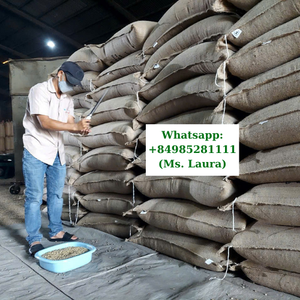 Granos de café verde Robusta de calidad superior enteros crudos y secos a granel-Embalados en bolsa de yute - Product Image 6