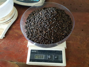 [KEITH VILACONIC] SUMINISTRO DE CALIDAD PREMIUM PRECIO COMPETITIVO 550G/L PIMIENTA NEGRA LIMPIA SECA CRUDA PARA EXPORTACIÓN - Product Image 3