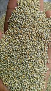 Bulk Grain Variety <strong>Millet</strong> Available / Best Quality <strong>Indian</strong> Green <strong>Millet</strong> Animal Feeds Exporter From India