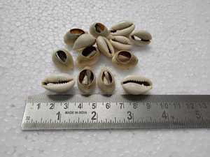 ที่กำหนดเองทำในแสงสีเบจเปลือกหอยวัวธรรมชาติที่ฟอกขาวและสีธรรมชาติสำหรับนักออกแบบเครื่องประดับและร้านค้าลูกปัด - Product Image 4