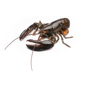 กุ้งมังกรสดพรีเมียม จำหน่ายในราคาขายส่งสำหรับผู้นำเข้าอาหารทะเลระหว่างประเทศ - Product Image 1