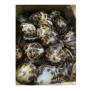 Coquilles ovales de Offre Spéciale-Coquille décorative de haute qualité du Vietnam pour faire de l'art de coquille de 99 métiers d'or - Product Image 1