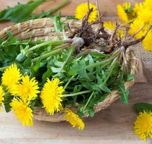 ผงฟลาโวนอยด์50% 20% 10% 30% สารสกัดจากรากดอกแดนดิไลออน - Product Image 2