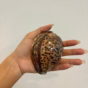 Fourniture en gros de coquillages des zones côtières du Vietnam pour la décoration de la pièce de rideau de coquillage et les ornements de jardin - Product Image 4