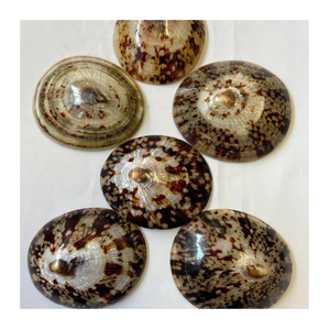 Coquilles de patelle polies Matériau naturel pour artisanat de décoration de bijoux ou vente en vrac d'ornement marin - Product Image 1