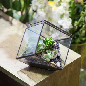 Terrario de decoración de mesa de vidrio transparente con acabado negro superventas vintage, terrario Natural de jardín de forma cuadrada de tamaño personalizado - Product Image 6