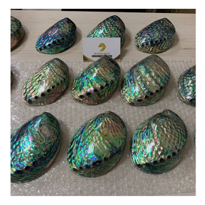 Coquille d'ormeau polie authentique Coquille d'ormeau de qualité supérieure de Nouvelle-Zélande Idéal pour la fabrication de bijoux Décoration Artisanat Exportation en vrac - Product Image 1